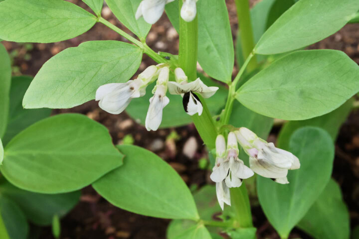 flowering fava bean plants growing in a garden.