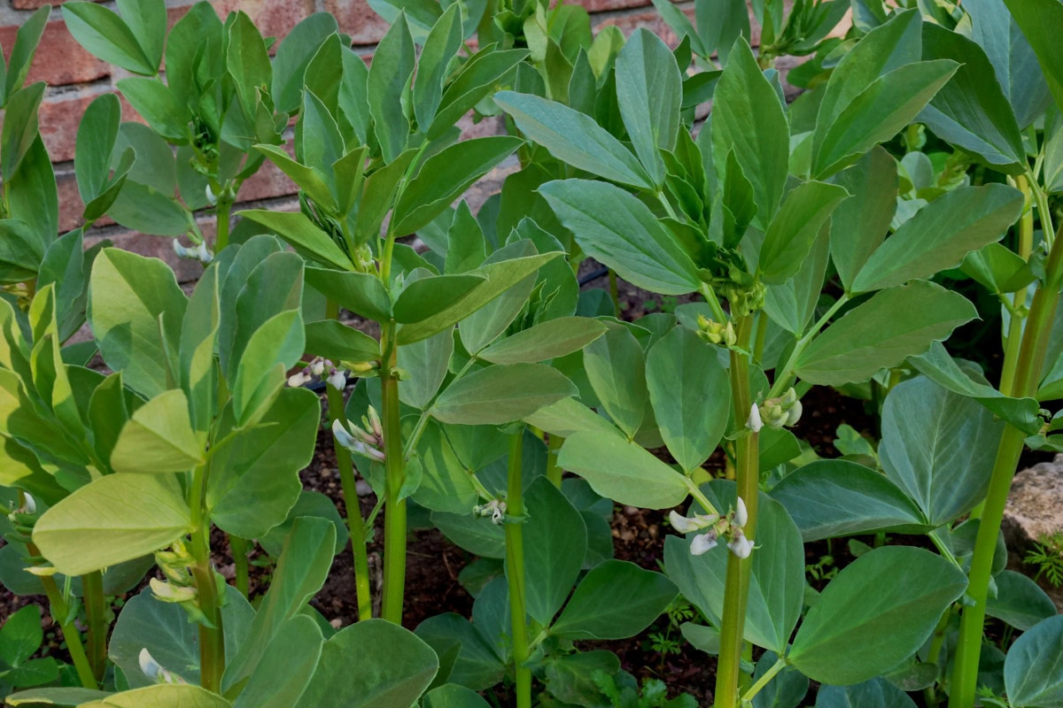 fava bean plants growing in a garden