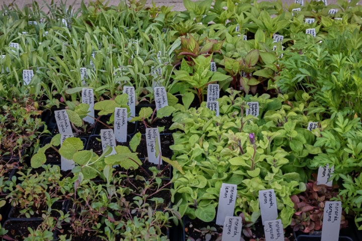 flower seedlings in nursery trays