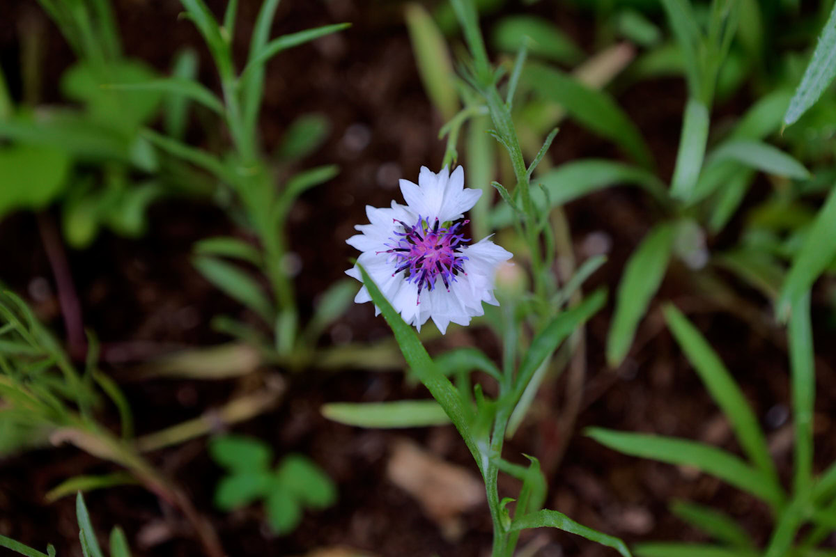 a frosty mix cornflower in a garden