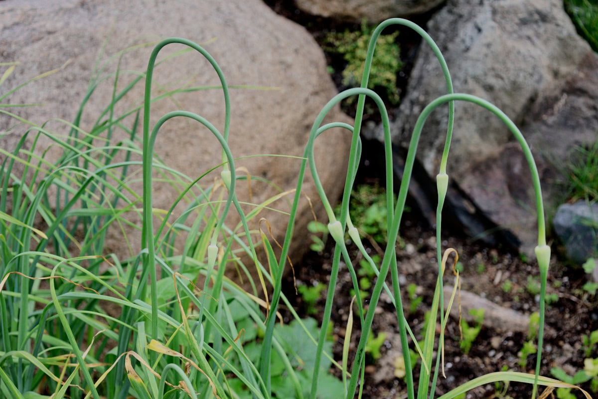 garlic scapes on garlic plants growing in a garden