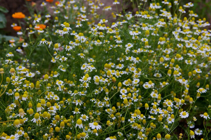 german chamomile plants growing in a garden