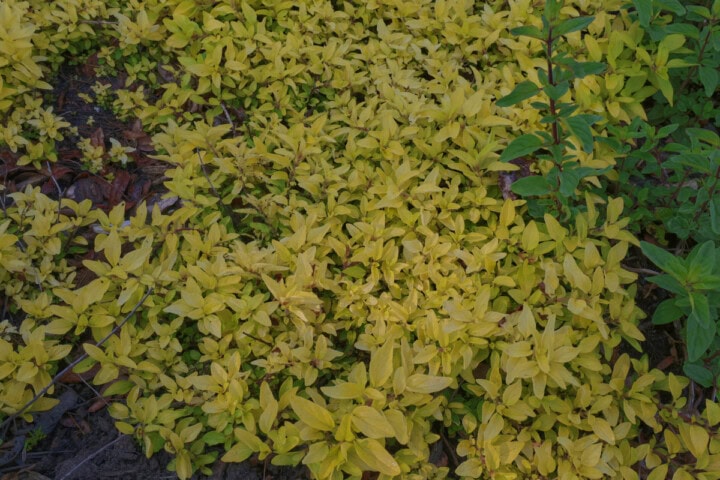 golden and Greek oregano plants growing in a garden.