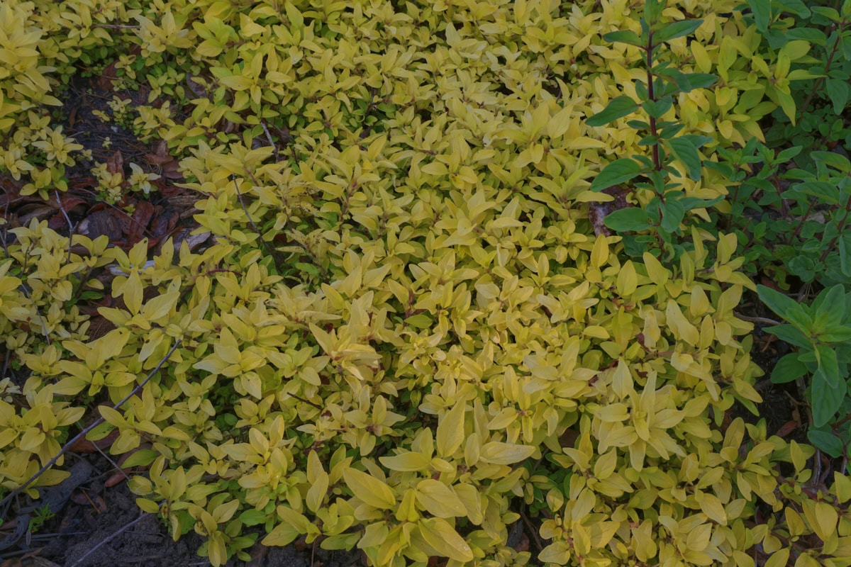 golden and Greek oregano plants growing in a garden.