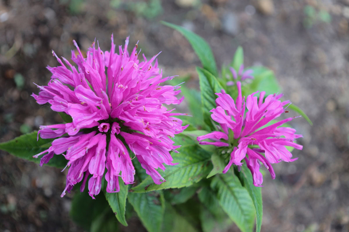 grand marshall monarda plants growing in a garden
