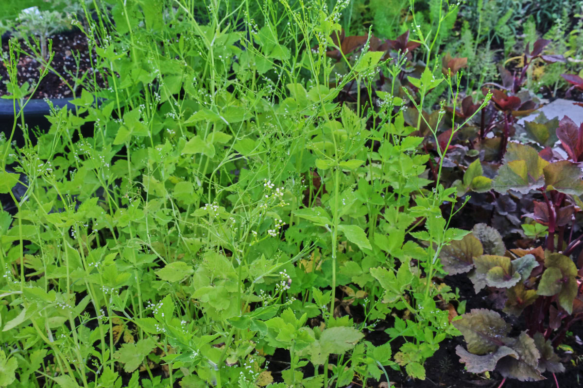 green and red mitsuba plants growing in a garden