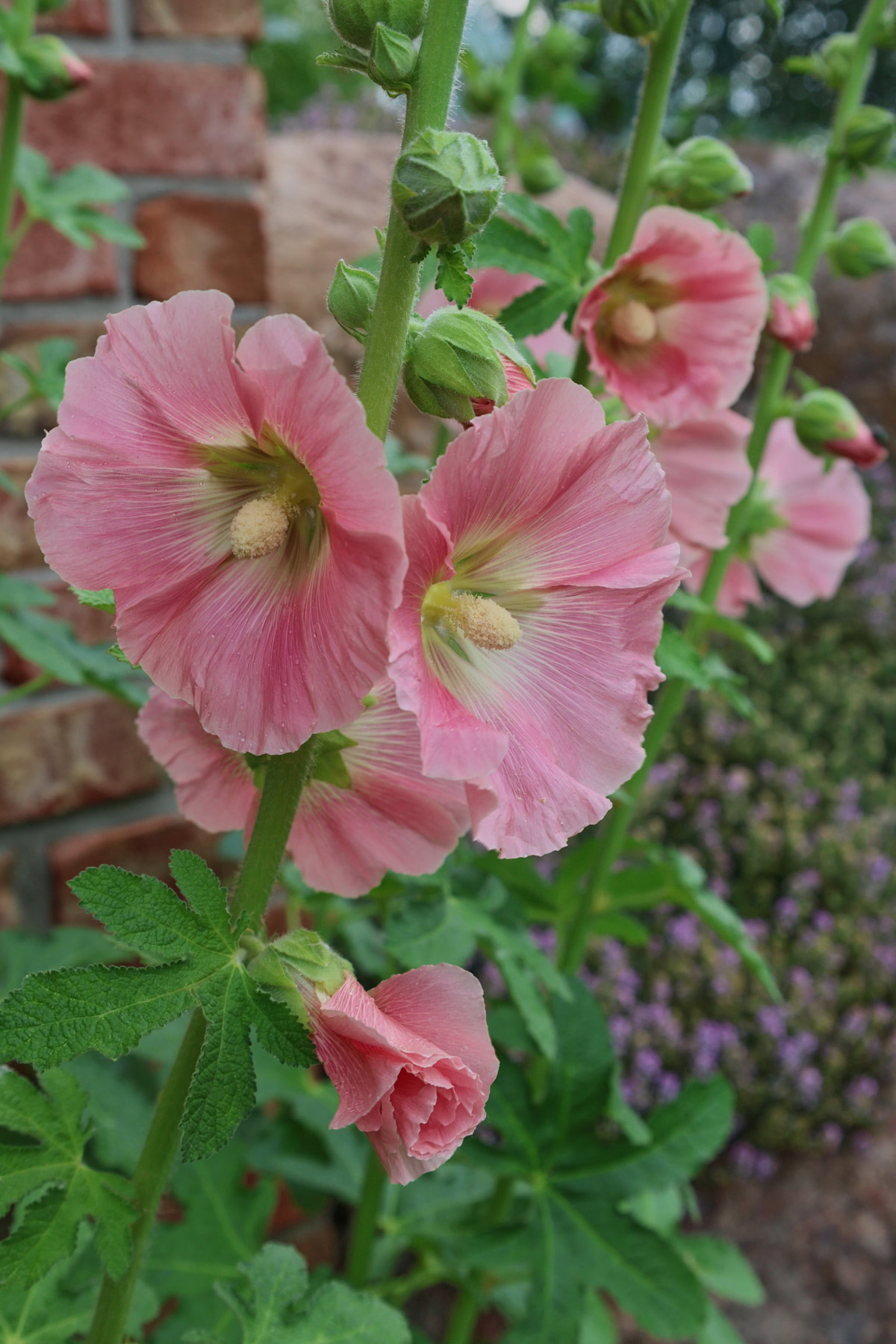 flowering happy lights hollyhock plants in a garden