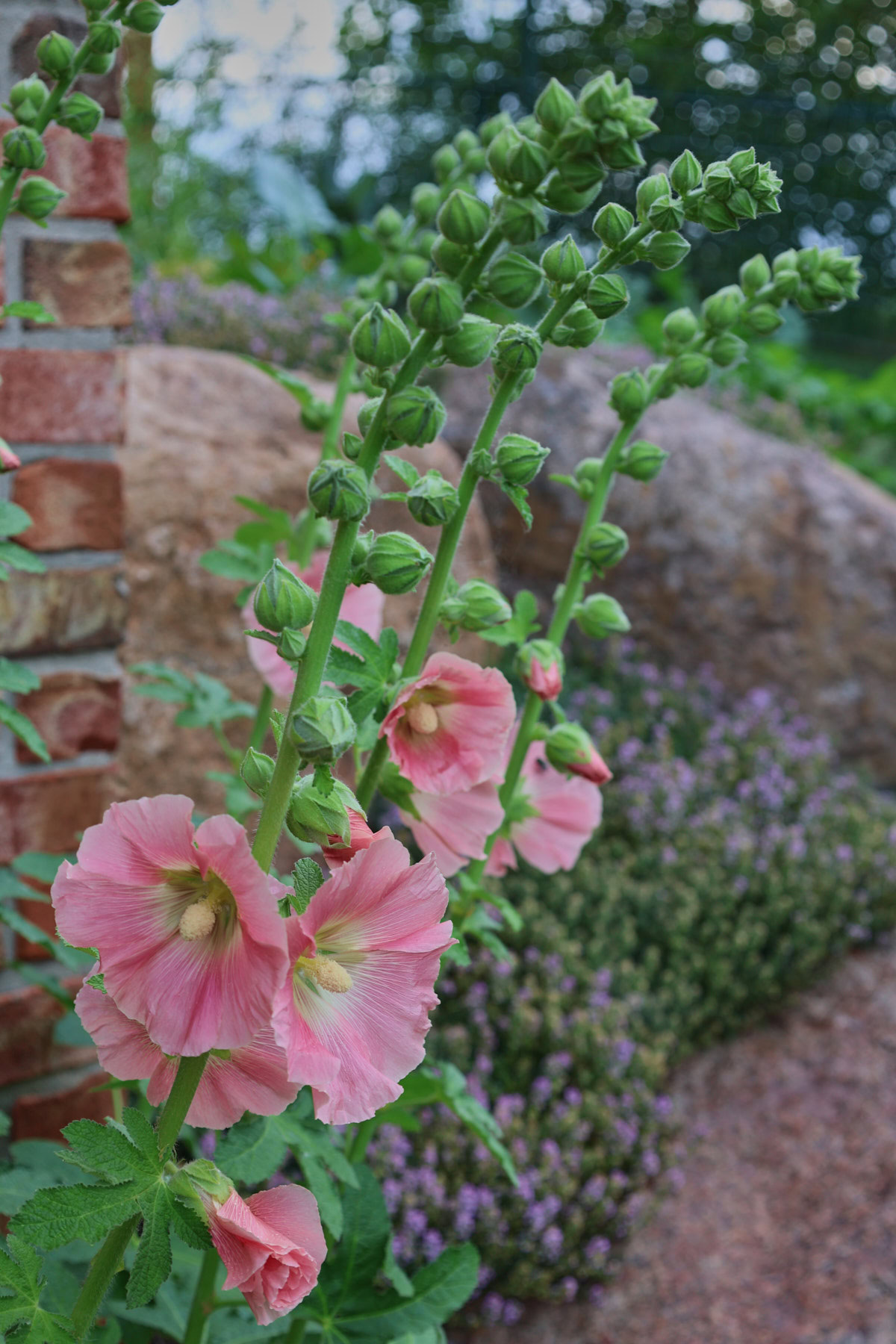 flowering happy lights hollyhock plants in a garden