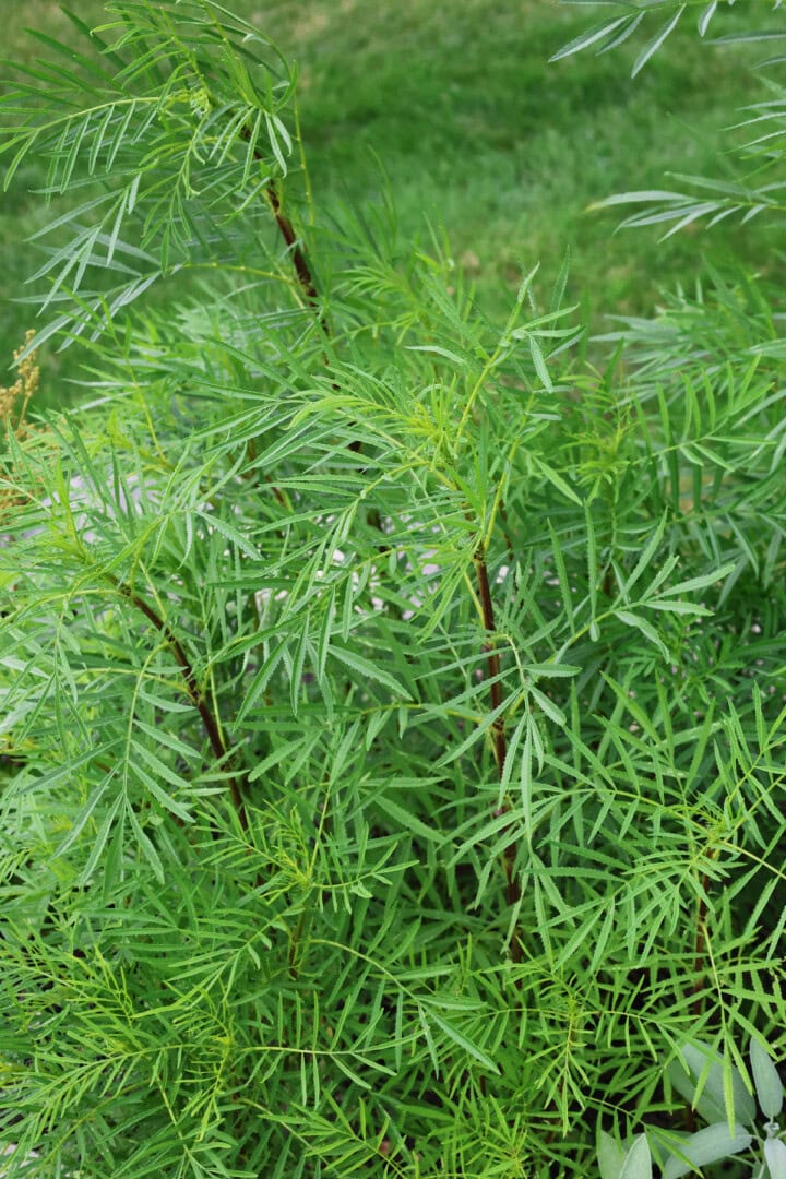 huacatay plants growing in a garden