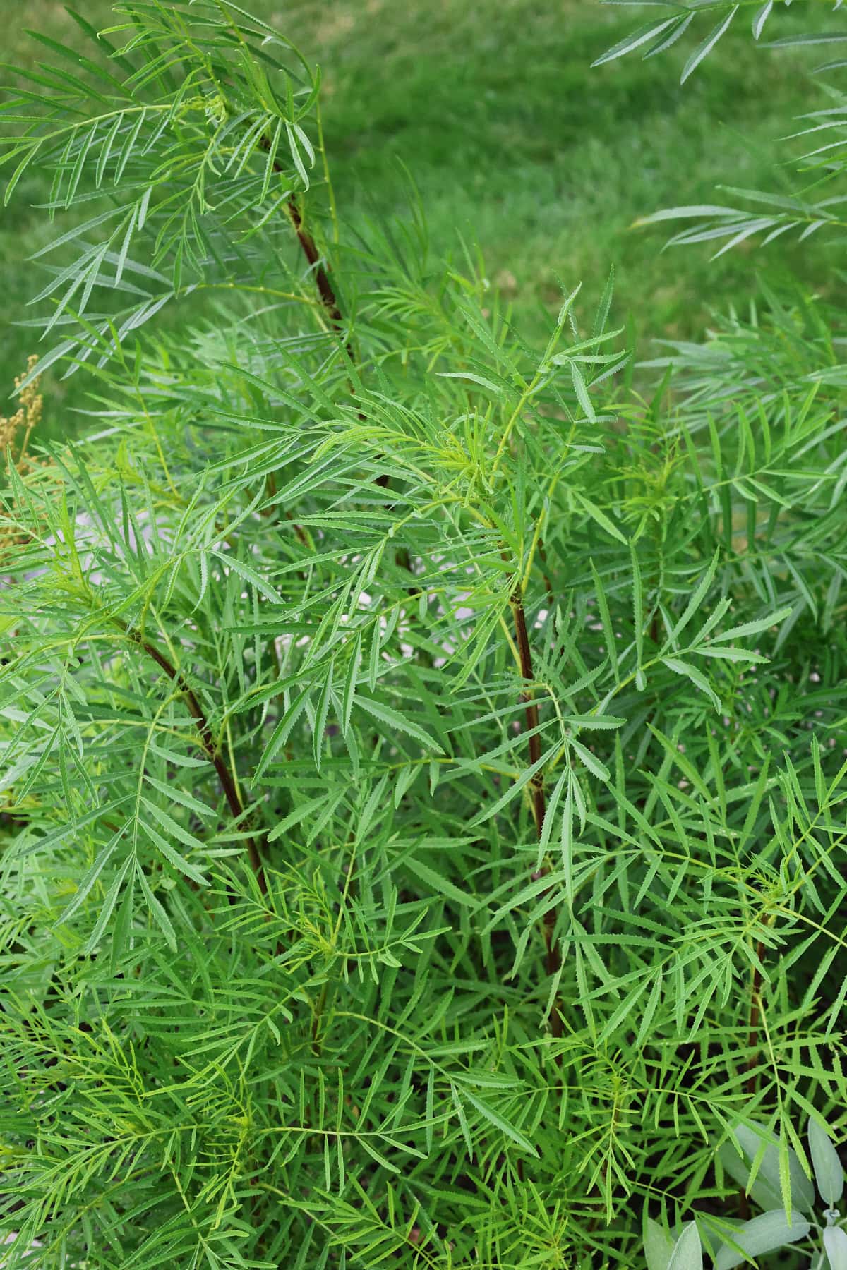 huacatay plants growing in a garden