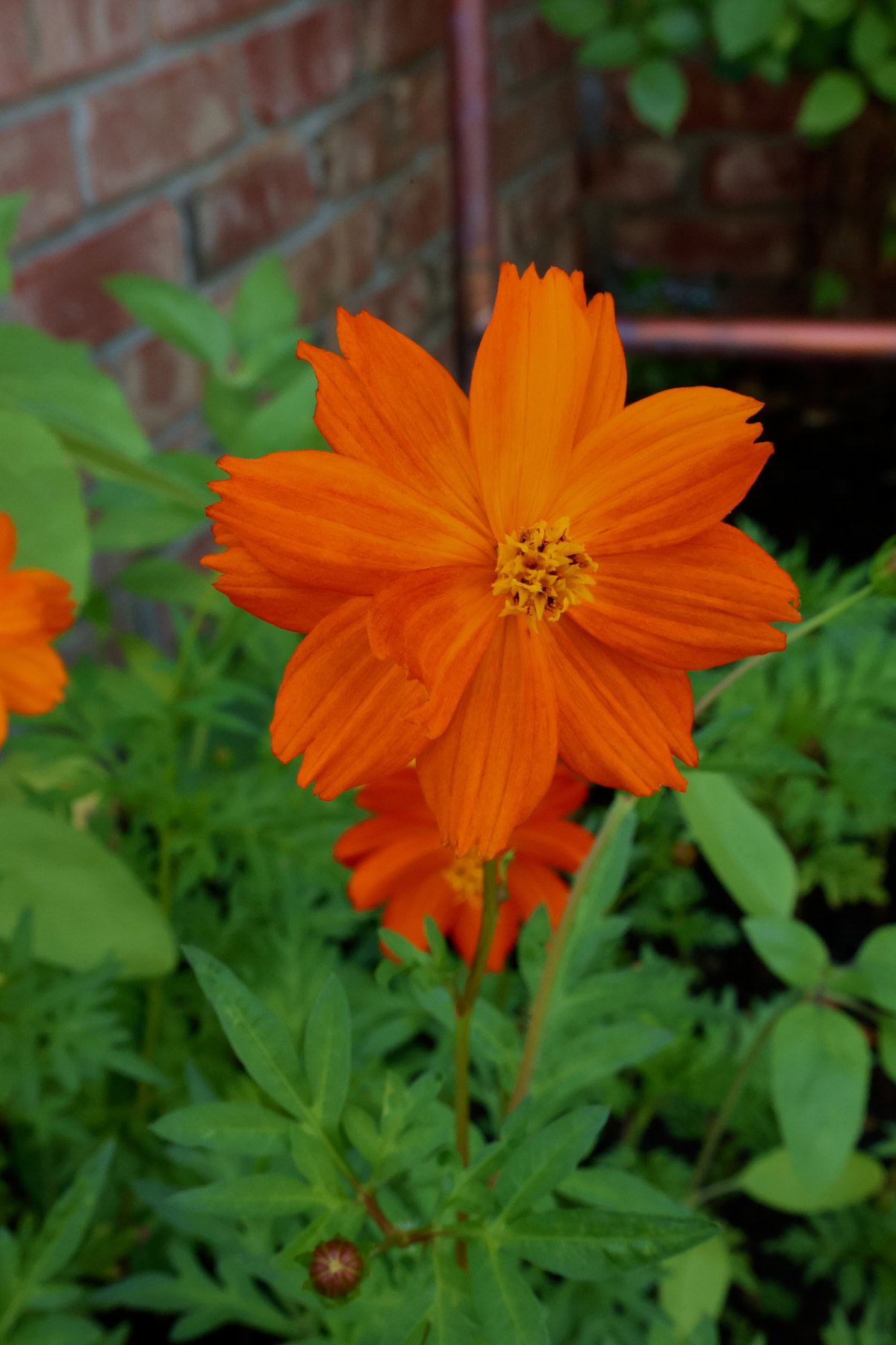 an indonesian kennikura cosmos flower in a garden