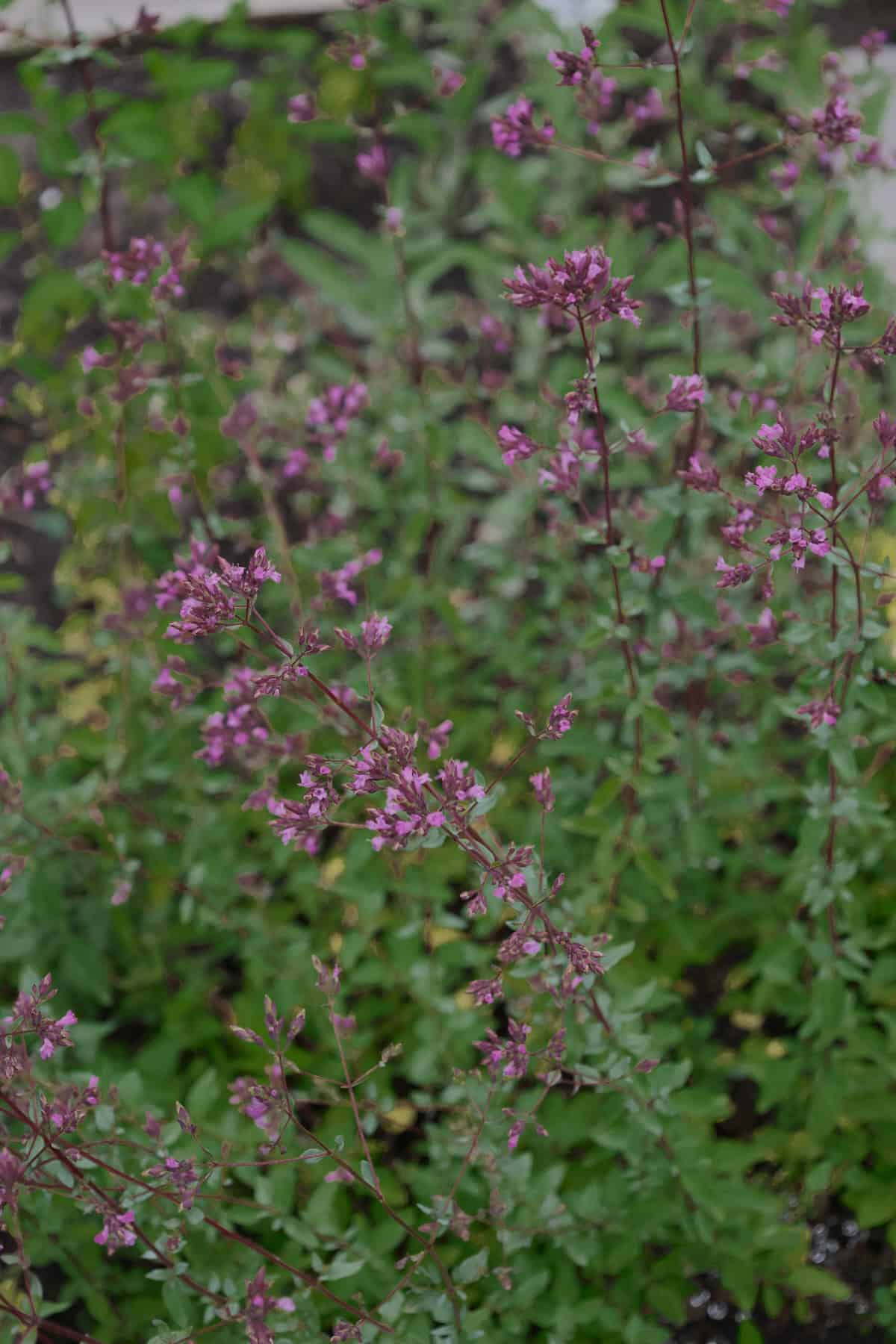 flowering italian oregano plants growing in a garden