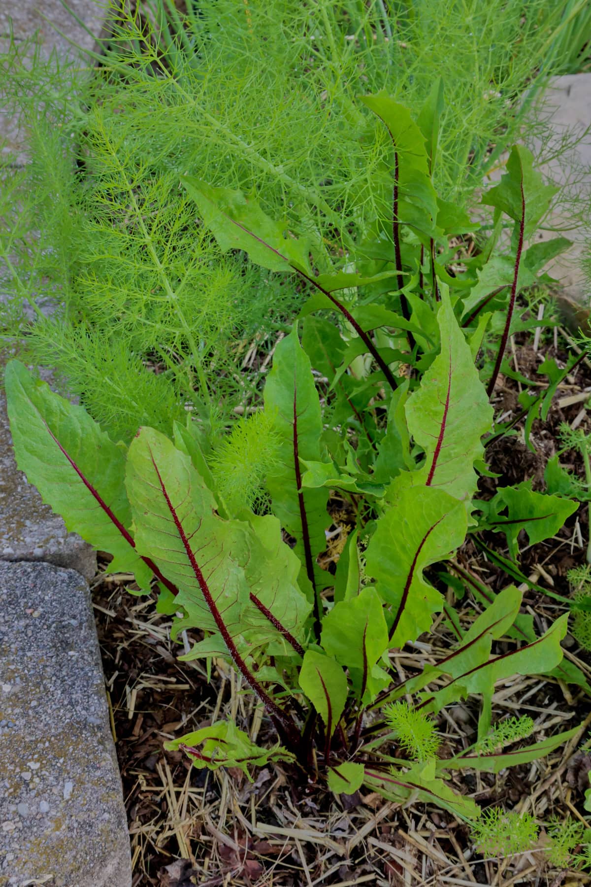 italiko rosso dandelion and sweet fennel plants growing in a garden.