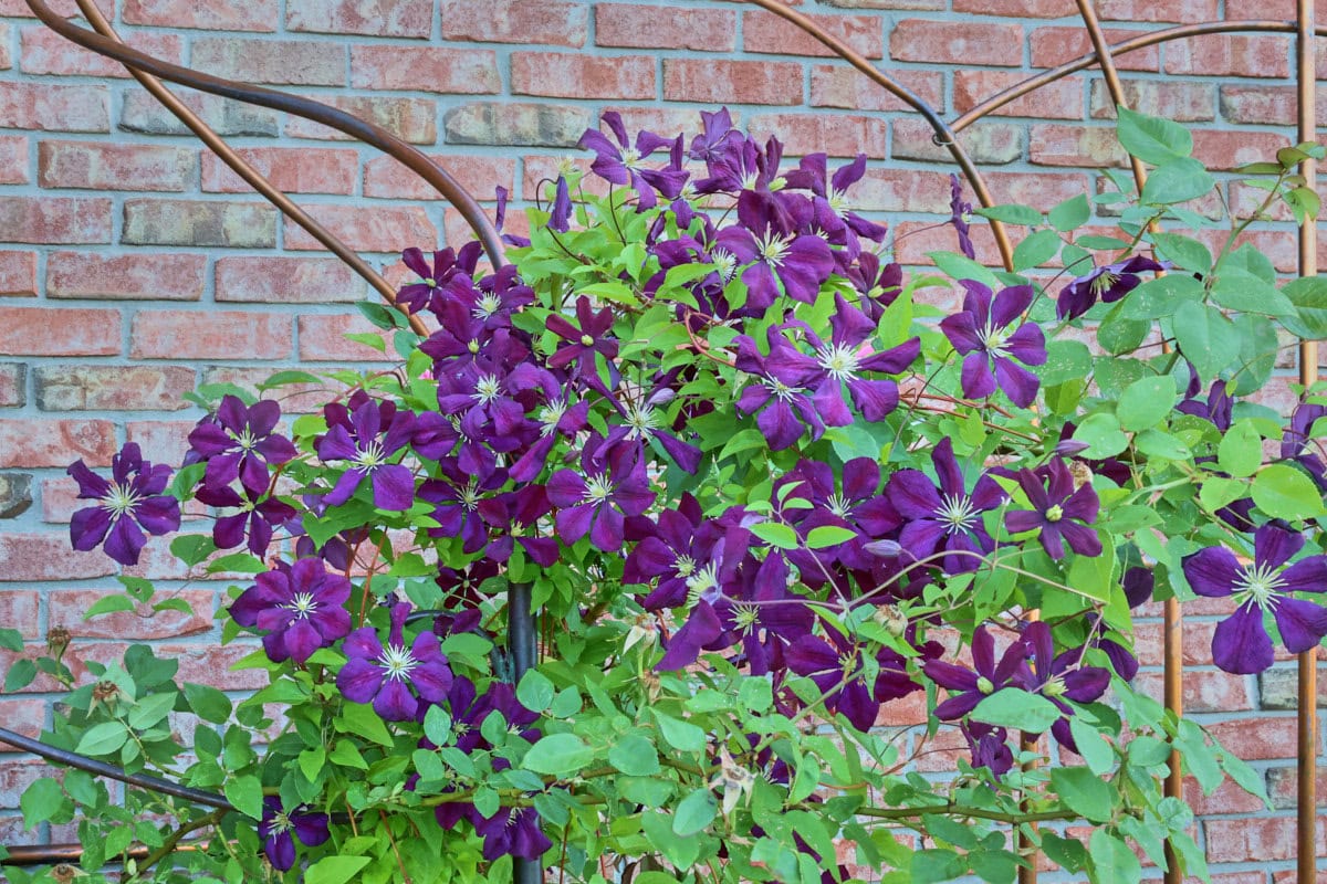 jackmanii superba clematis plants flowering on a trellis