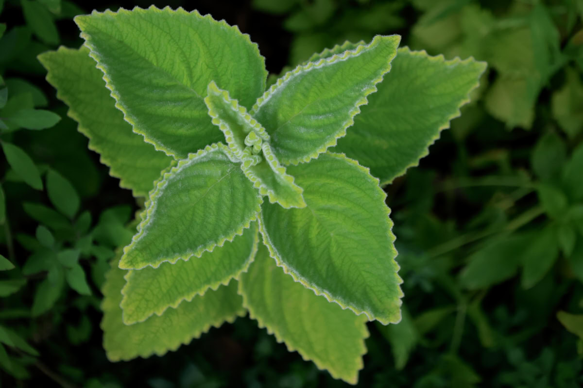 Mt. Carbine lemon leaf plant growing in a garden