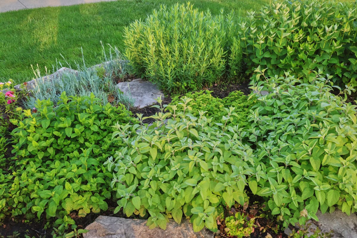 lemon, lime, orange, and limoncello balm pla ts growing in an herb garden