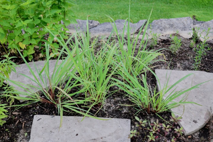 young lemongrass plants growing in a garden