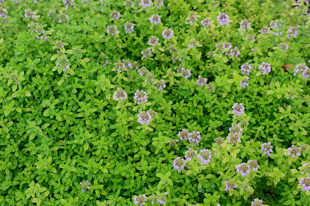 lime thyme plants in bloom in a garden