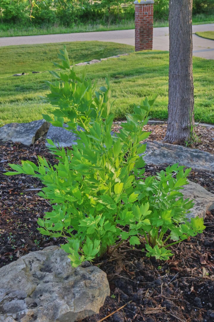 lovage plants growing in a garden.