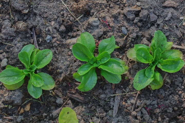 mache plants growing in a garden.