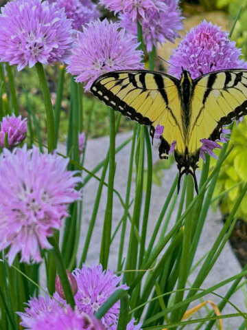 a male eastern tiger swallowtail butterfly on chive blossoms