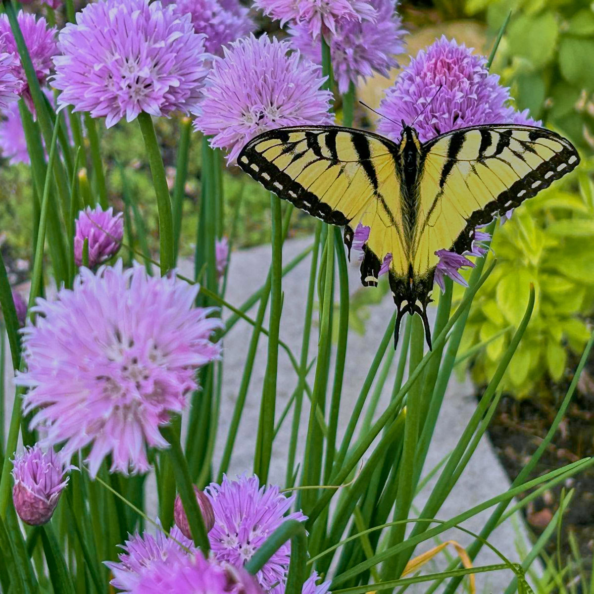 a male eastern tiger swallowtail butterfly on chive blossoms