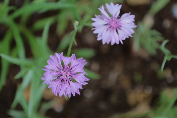mauve cornflowers in a garden