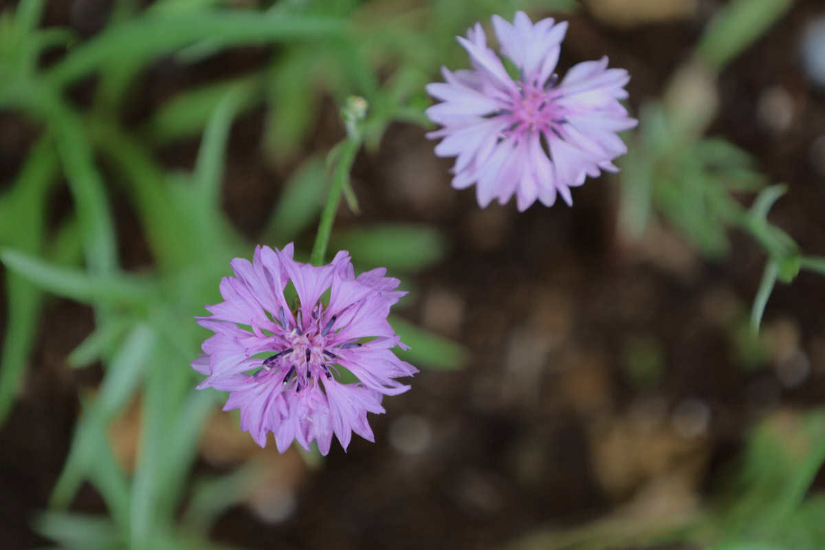 mauve cornflowers in a garden