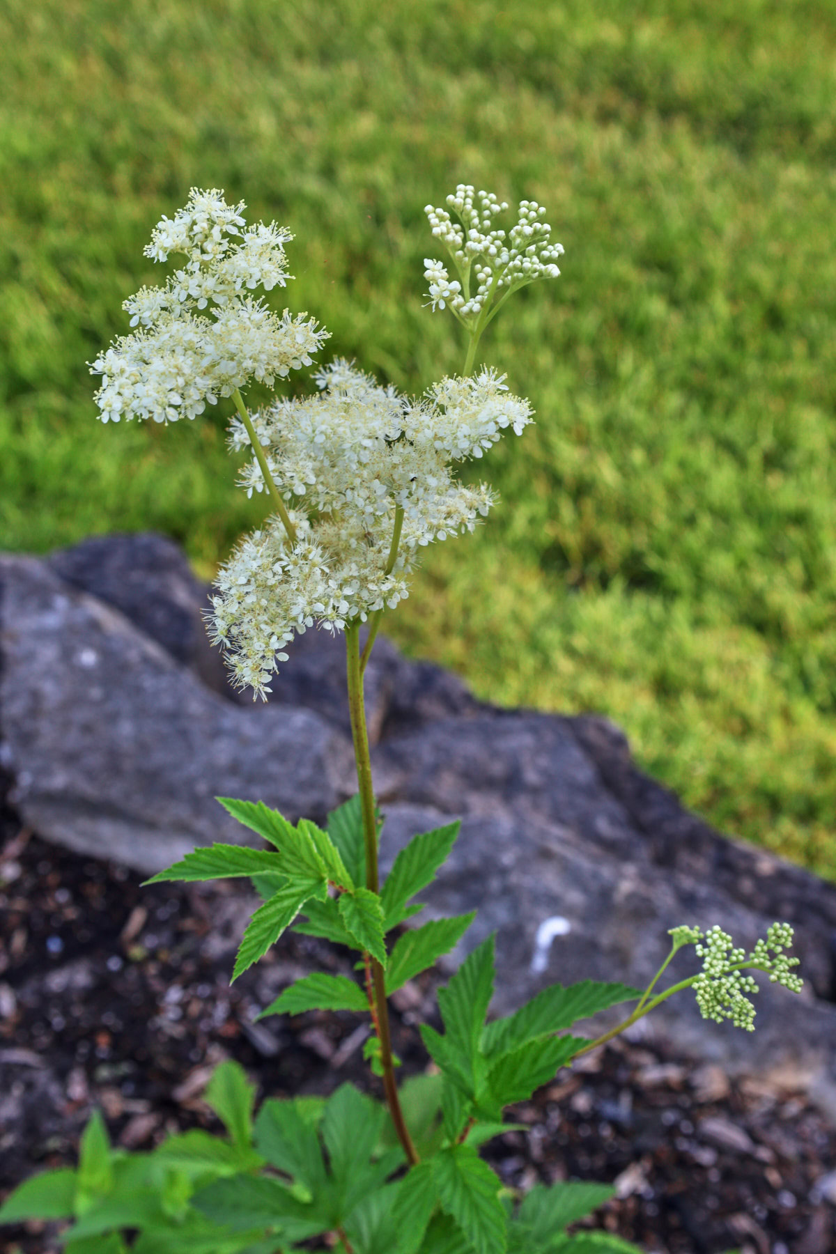 a flowering meadowsweet plant growing in a garden
