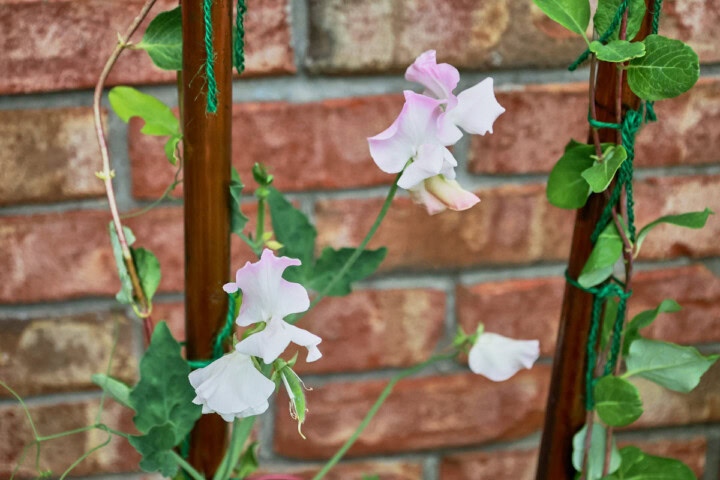 mollie rilstone sweet peas growing up a trellis