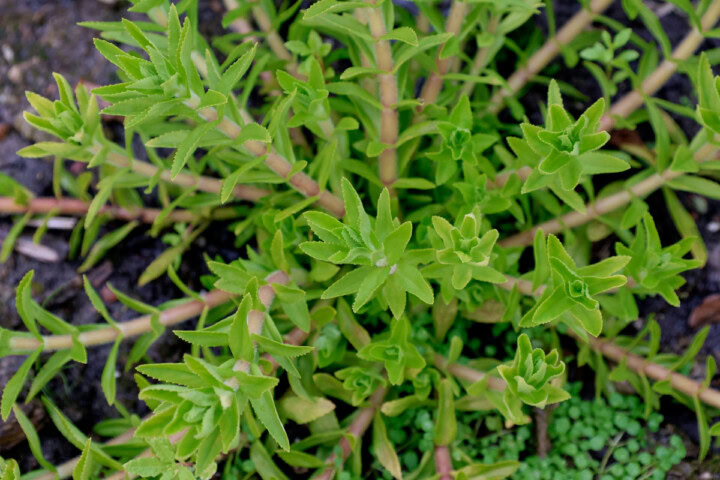 Ngo om, rice paddy plant, growing in a garden