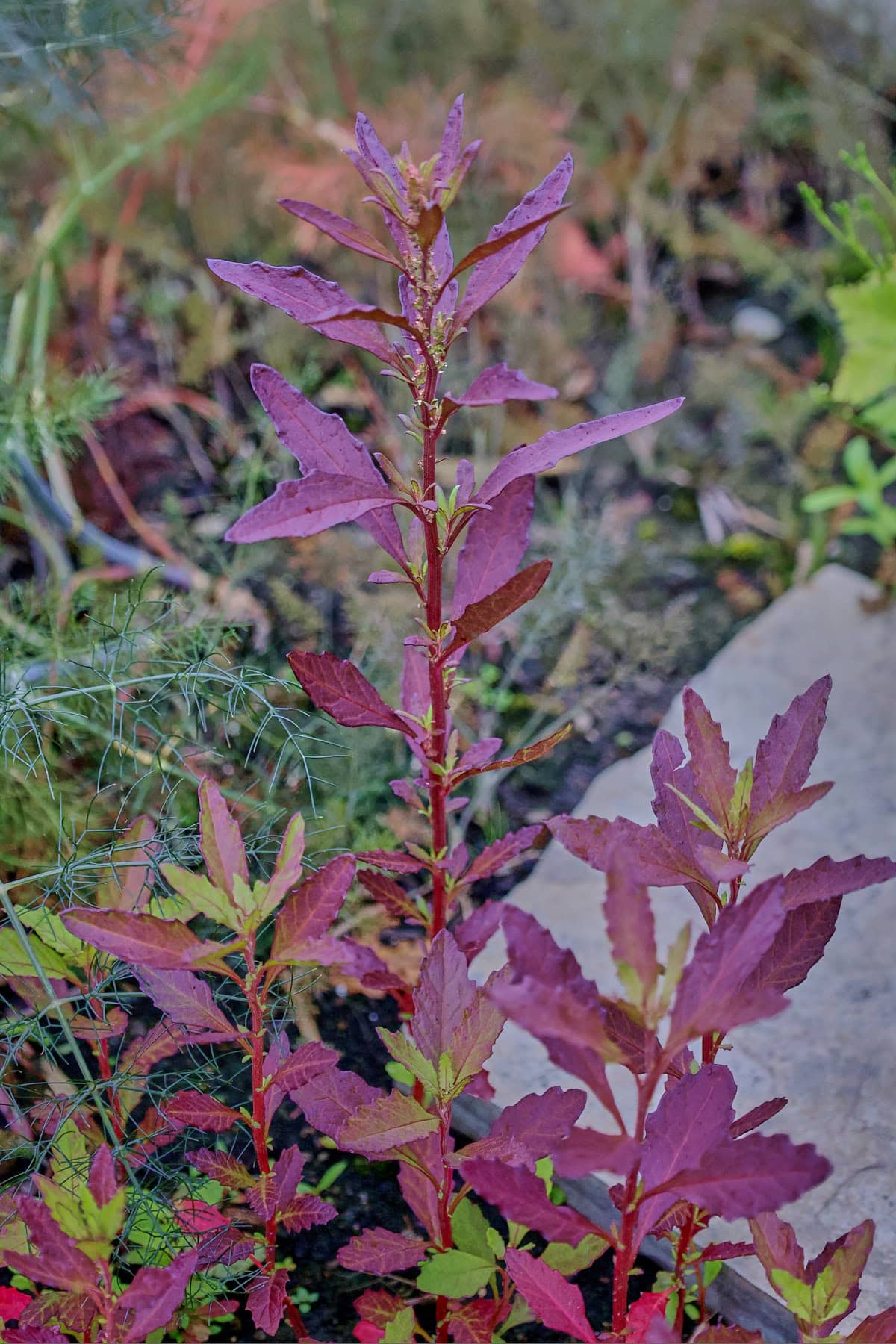 Oaxaca red epazote growing in a garden