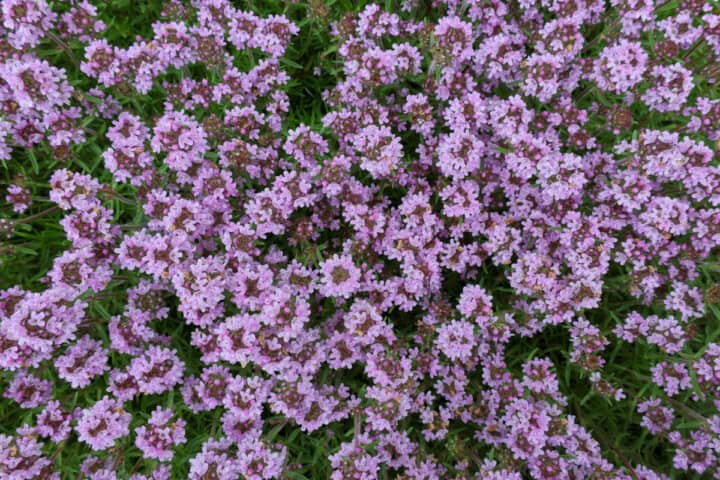 flowering orange spice thyme plants growing in a garden