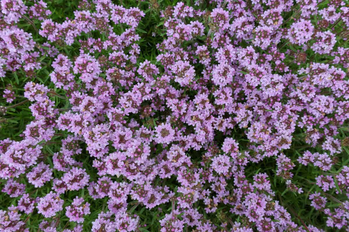flowering orange spice thyme plants growing in a garden