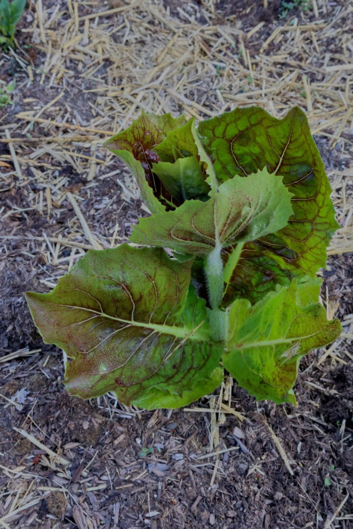 a palla rosa radicchio plant growing in a garden.