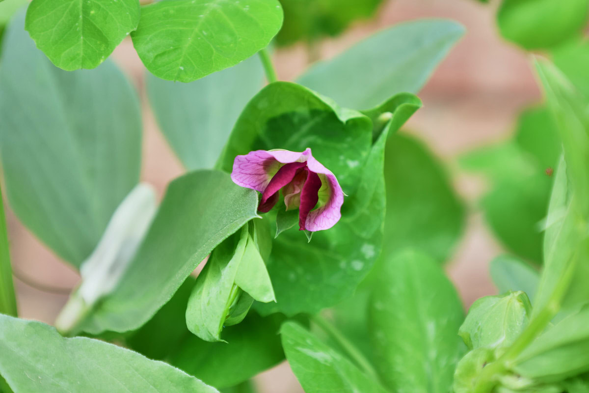 a pea blossom on a pea plant growing in a garden