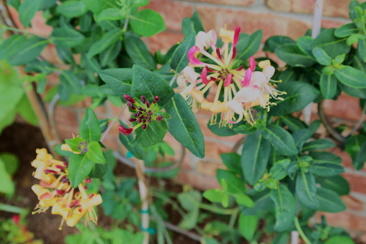 peaches and cream honeysuckle flowers growing on a trellis