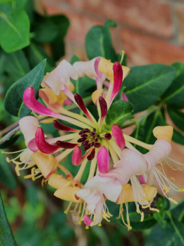 peaches and cream honeysuckle plants growing on a trellis