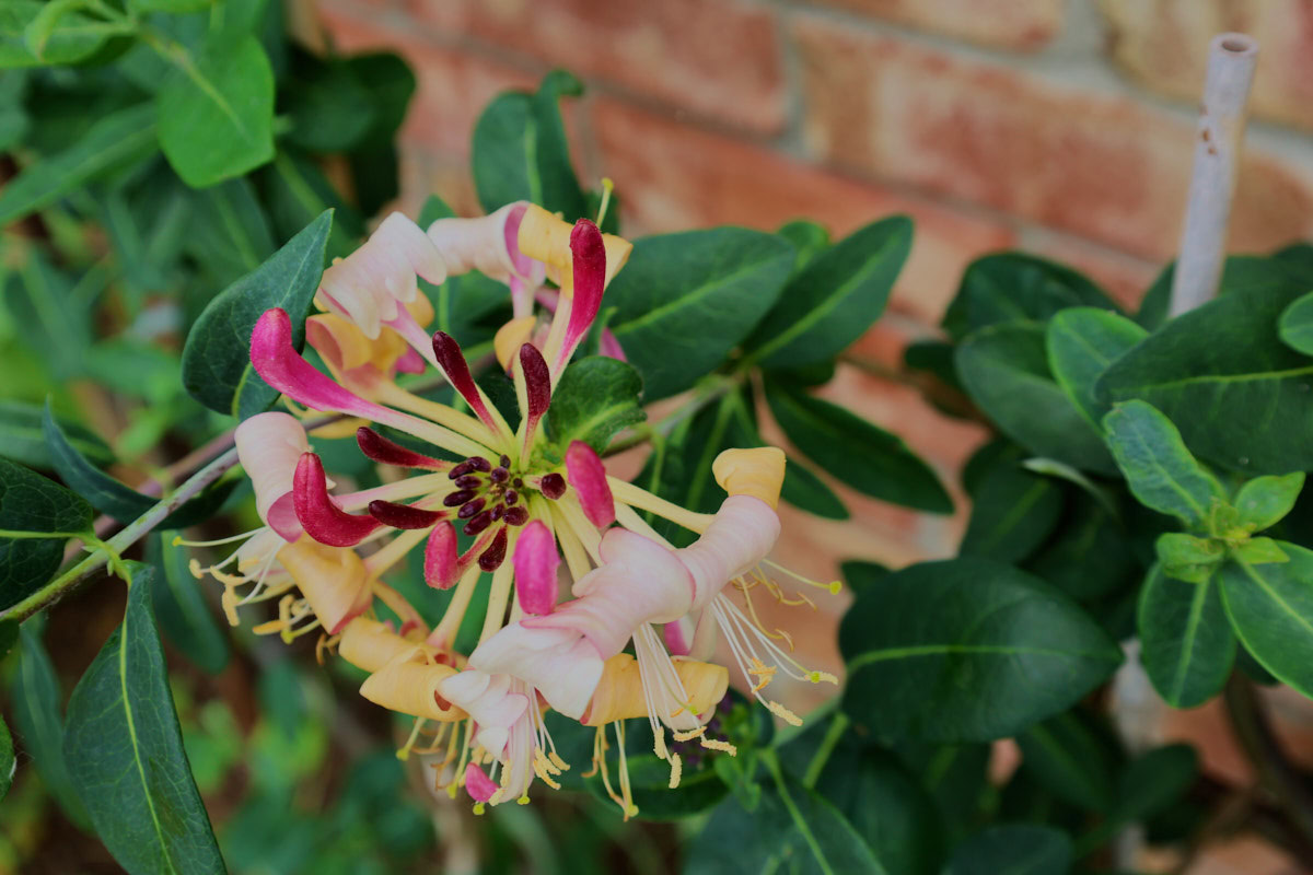 flowering peaches and cream honeysuckle plants in a garden