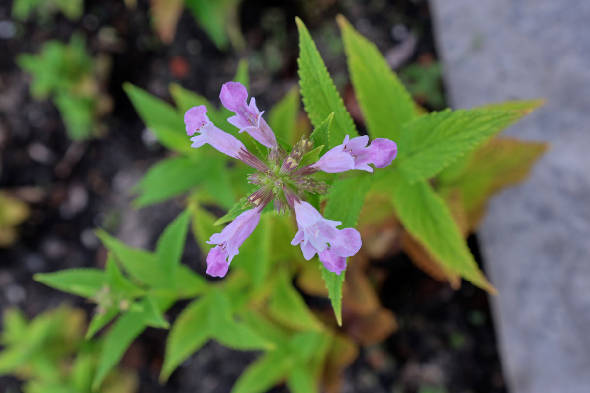 flowering pink panther catmint growing in a garden