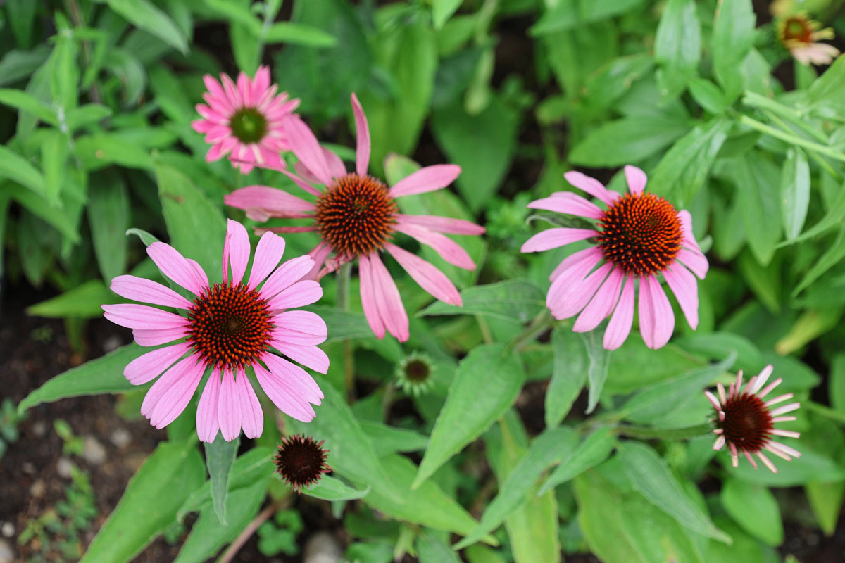 pink paradiso echinacea flowers in a garden