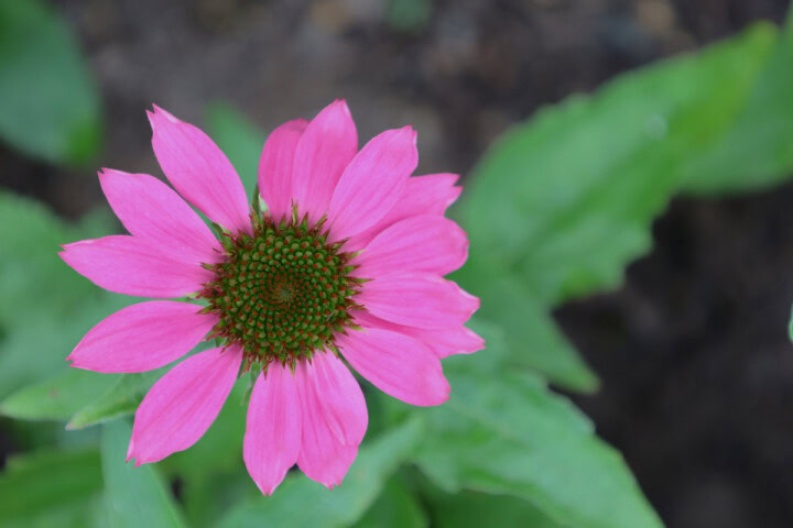 a prairie splendor deep rose echinacea flower in a garden