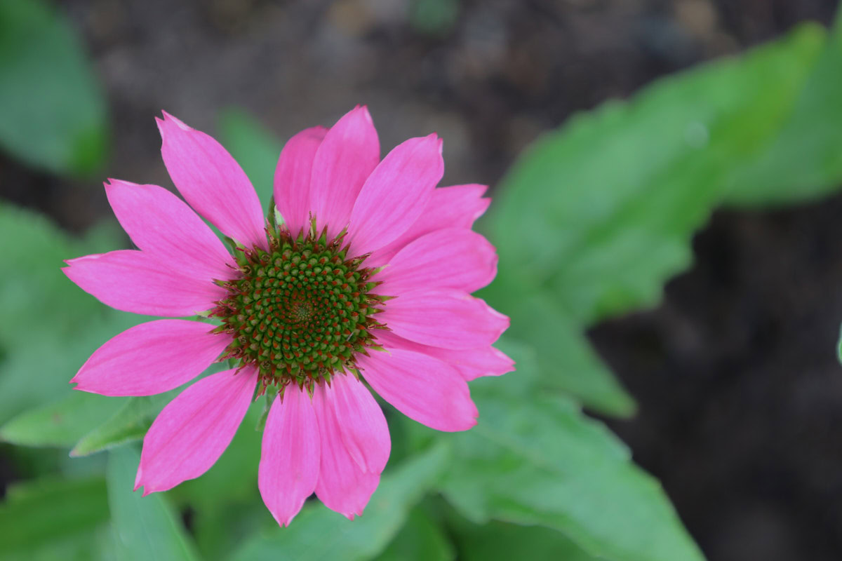 a prairie splendor deep rose echinacea flower in a garden