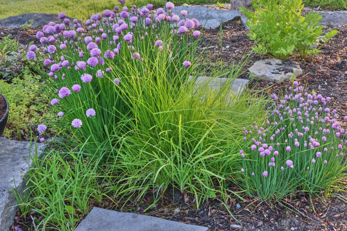 profusion, garlic, common, and nira chives growing in an herb garden.