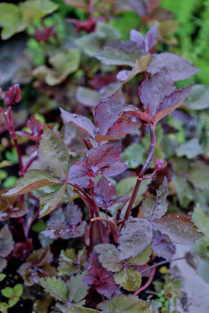 purple mitsuba plants growing in a garden