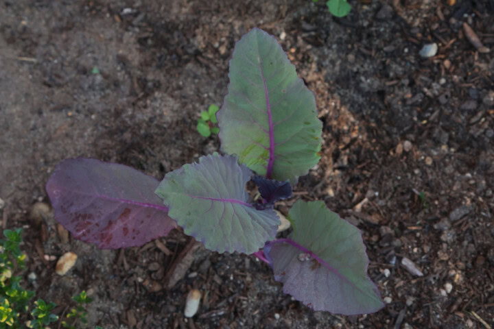 a purple of Sicily cauliflower plant growing in a garden.