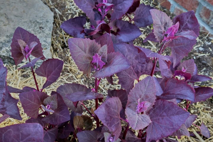 purple orach plants growing in a garden.