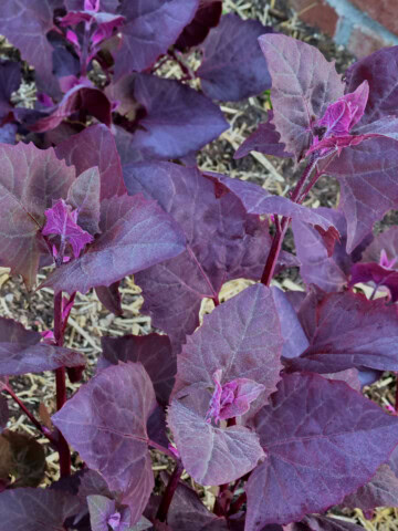 purple orach plants growing in a garden