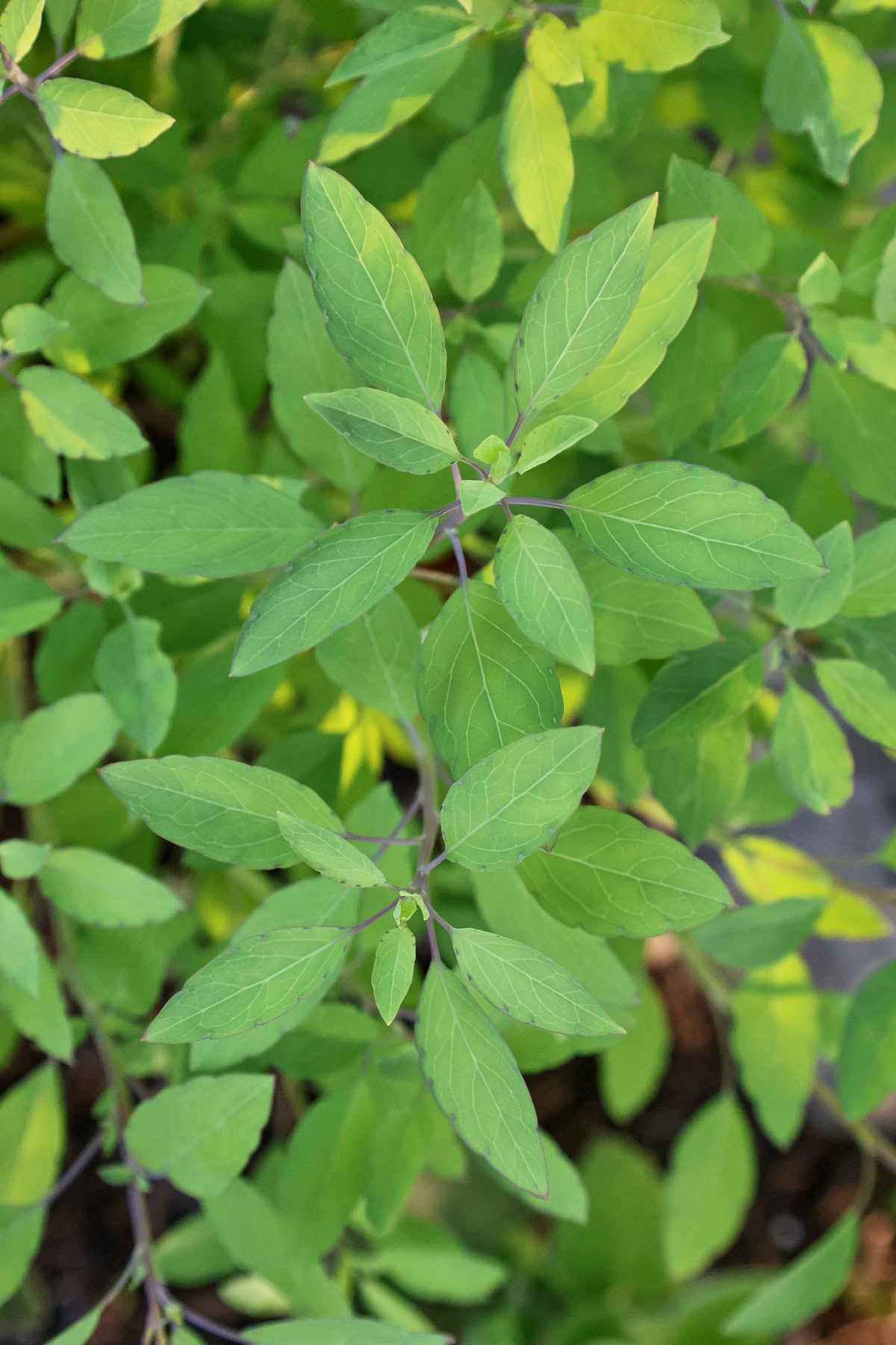 quillquiña plants growing in a garden