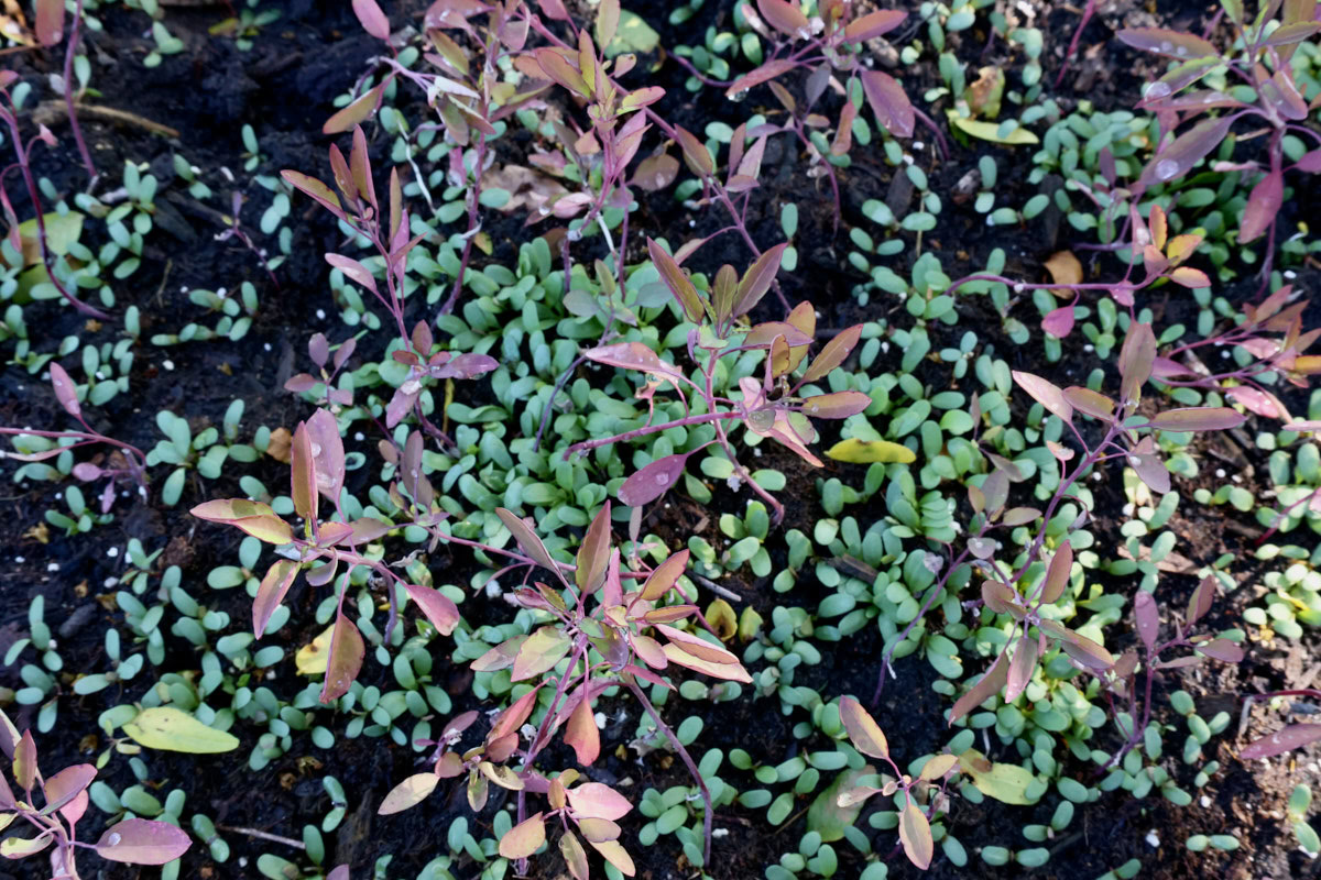quillquina seedlings growing amongst white clover weeds in a garden